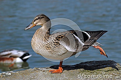 Female mallard duck Stock Photo