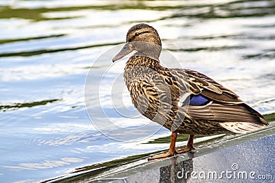 Female mallard duck Anas platyrhynchos is a member of the family Anatidae. It`s a waterfowl. Beautiful young duck stand in water Stock Photo