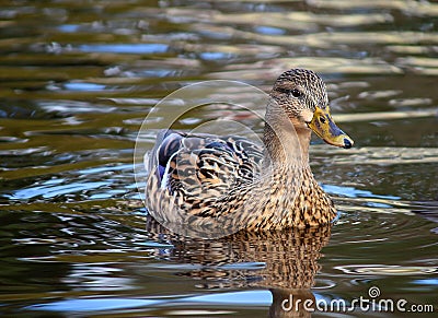 Female Mallard Duck Ducks swimming Stock Photo