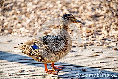 Female mallard duck Stock Photo