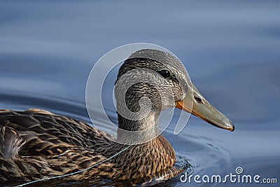 A female mallard duck with a fishing line caught in her beak, has no choice but to drag it along. Stock Photo