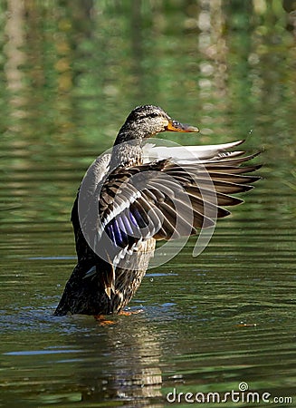 Female Mallard Duck Stock Photo