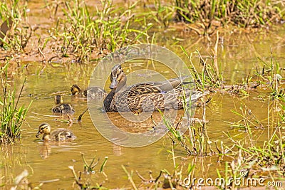 Female mallard duck and her ducklings Stock Photo