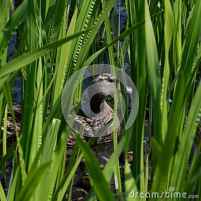 Female mallard duck hiding Stock Photo