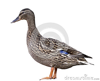 Female Mallard Duck isolated Stock Photo