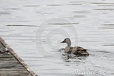 Female Mallard Duck looking for perfect nesting spot Stock Photo