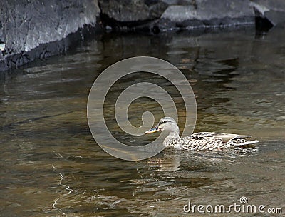 Female Mallard Duck looking for perfect nesting spot Stock Photo
