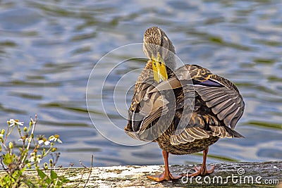 Female Mallard Duck Preening Herself Stock Photo