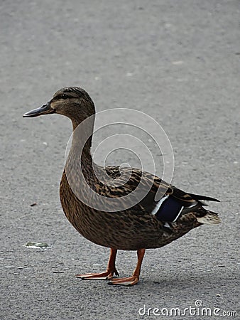 The female mallard duck standing Stock Photo