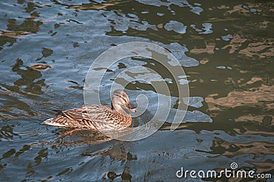 Female Mallard Duck swimming Stock Photo