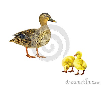 Female mallard duck, two little yellow ducklins Stock Photo