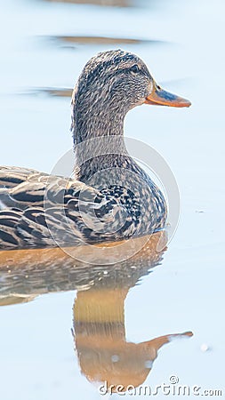 Female mallard in peaceful tranquil waters during early Spring migrations at the Wood Lake Nature Center in Minnesota Stock Photo