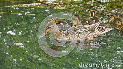 Female mallard with six small young swimming Stock Photo