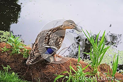 Female Mallard standing over a duckling. Stock Photo