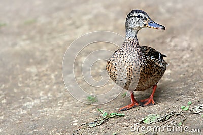 Female Mallard, wild duck shooting outdoors. Stock Photo