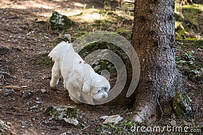 Female Maltese Puppy Walking in the Forest Stock Photo