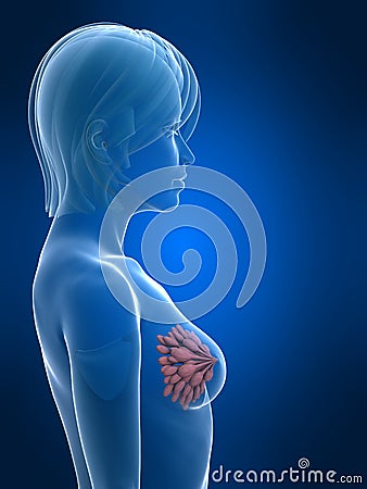 Female mammary gland Cartoon Illustration