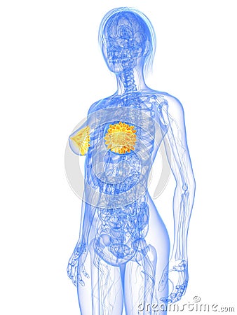 Female mammary glands Cartoon Illustration