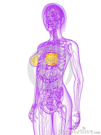 Female mammary glands Cartoon Illustration