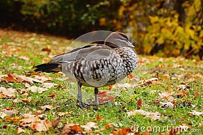 A female Maned Goose in Brentanopark, Frankfurt, Germany. Stock Photo