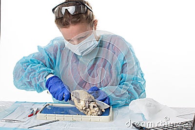 Female medical student in anatomy class Stock Photo