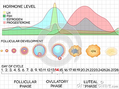 Female menstrual cycle, ovulation process and hormone levels Cartoon Illustration