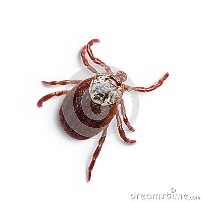 Female mite isolated on the white background with shadows. Macro photo Stock Photo