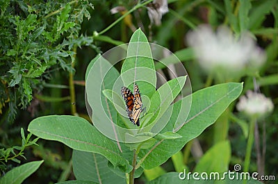 Female Monarch Butterfly laying egg Stock Photo