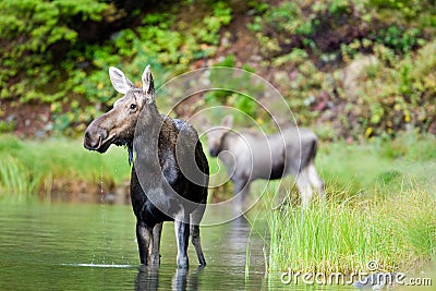 Female Moose Stock Photo