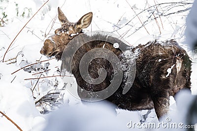 Female Moose in fresh Snow Stock Photo