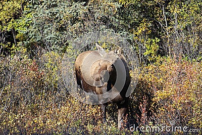 FEMALE MOOSE LOOKING AT CAMERA IN FALL FORREST COLOURS Stock Photo