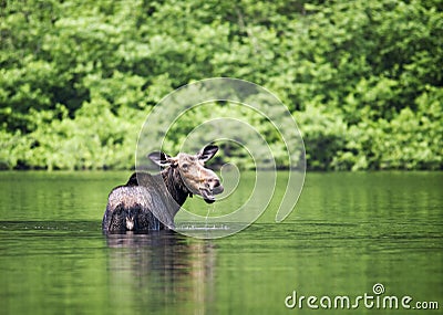 Female moose mammal B Stock Photo