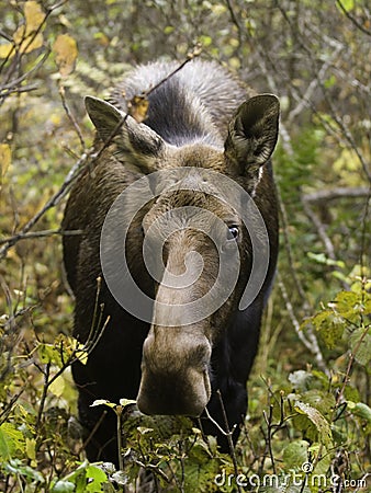 Female moose wilf Stock Photo