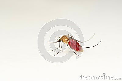 Female Mosquito, Anopheles gambiae closeup Stock Photo