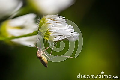 Female mosquito Culicidae on a common daisy Bellis perennis Stock Photo