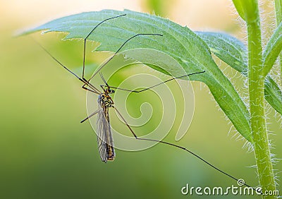 Female mosquito nephrotoma with long legs hid under leaf of grass Stock Photo