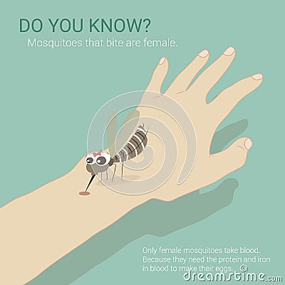 Female Mosquito Take Blood Vector Illustration