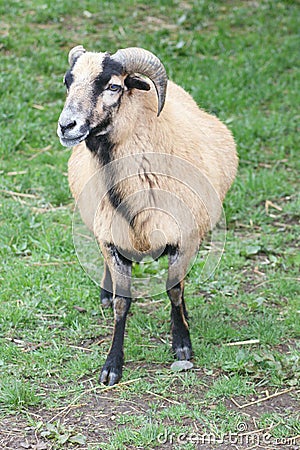 Female mouflon Stock Photo