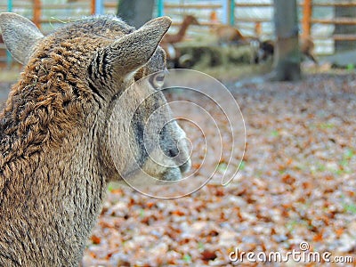 Female mouflon Stock Photo