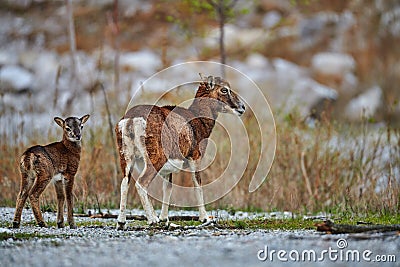 Female mouflon, Ovis musimon, and her cub Stock Photo