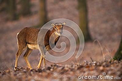 Female mouflon walking in forest in autumn sunlight Stock Photo