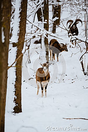 Female mouflon in winter forest Stock Photo