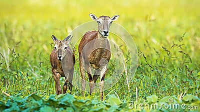 Female mouflon with young walking forward and looking on field in summer Stock Photo