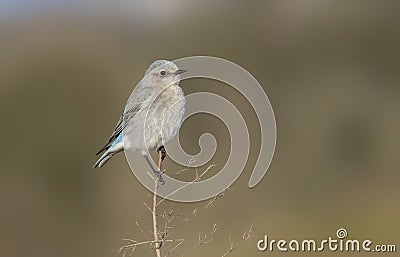 Female Mountain bluebird Stock Photo