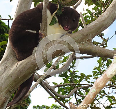 Female Mountain Cuscus Stock Photo