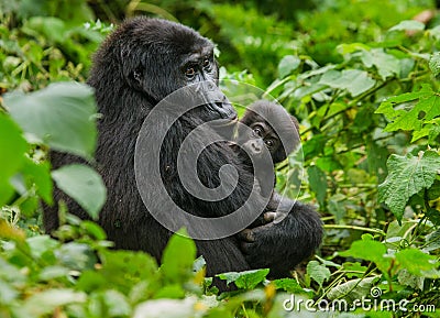 A female mountain gorilla with a baby. Uganda. Bwindi Impenetrable Forest National Park. Cartoon Illustration