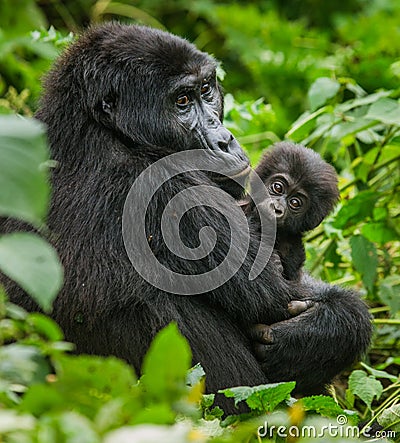 A female mountain gorilla with a baby. Uganda. Bwindi Impenetrable Forest National Park. Cartoon Illustration
