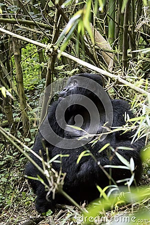 Female mountain gorilla in Volcanoes National Park, Virunga, Rwanda Stock Photo