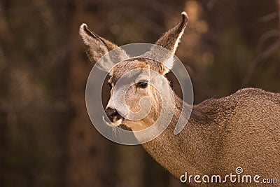 A Female Mule Deer Stock Photo