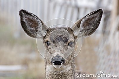 Female Mule Deer Head Shot Blurred Background Stock Photo